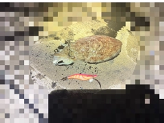 コウイカの釣果