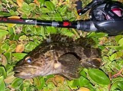 タケノコメバルの釣果