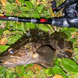 タケノコメバル