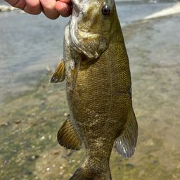 スモールマウスバス