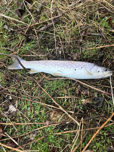 アメマスの釣果
