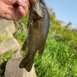 スモールマウスバス