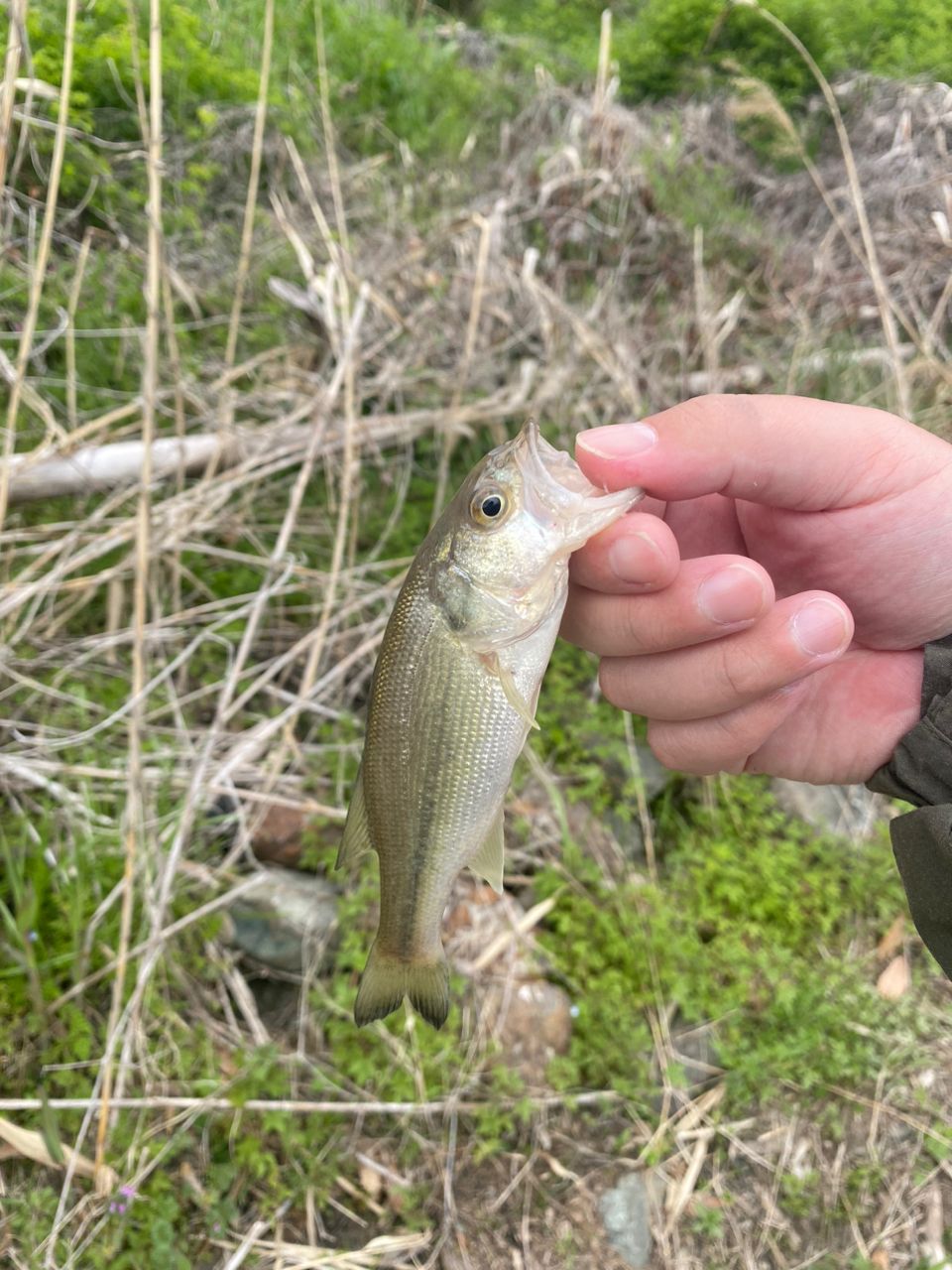 ラージマウスバス