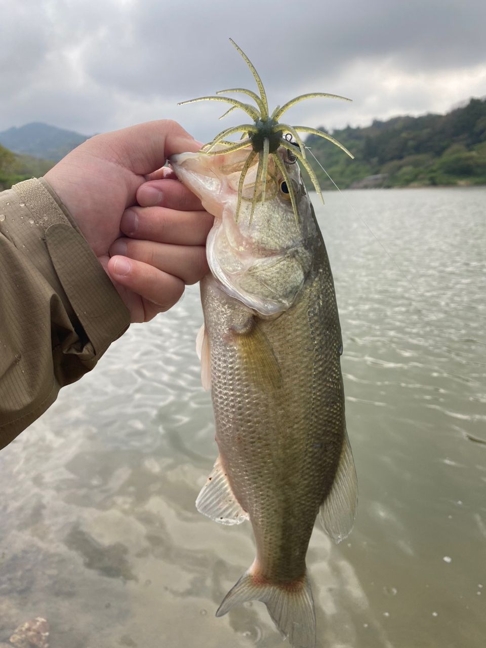 ラージマウスバス