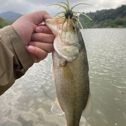 ラージマウスバス