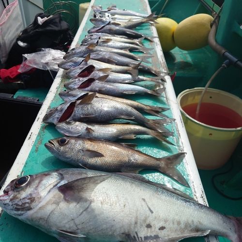 メダイの釣果