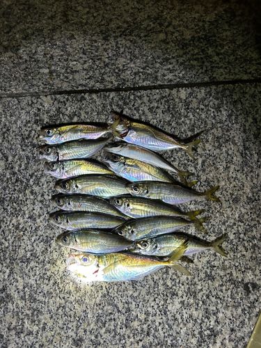 アジの釣果