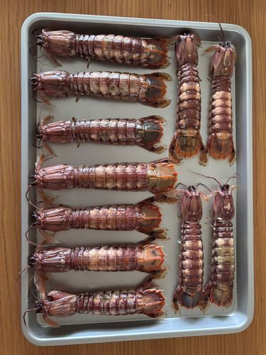 シャコエビの釣果