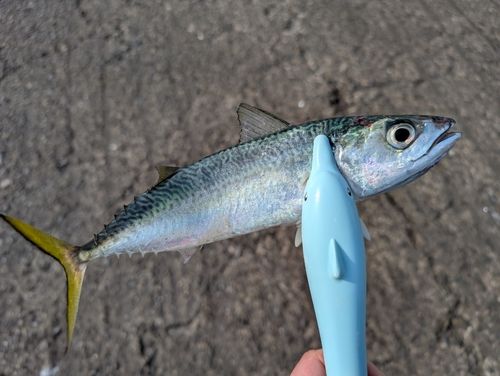 サバの釣果