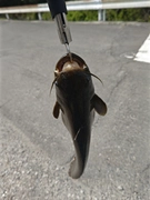 ナマズの釣果