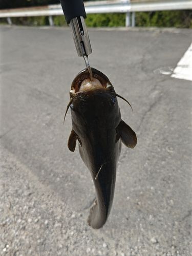 ナマズの釣果