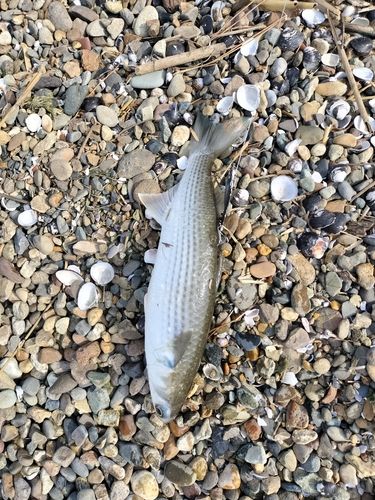 ボラの釣果