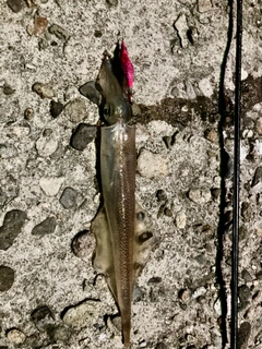 ヤリイカの釣果