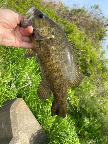 スモールマウスバスの釣果