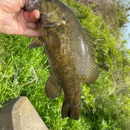 スモールマウスバス