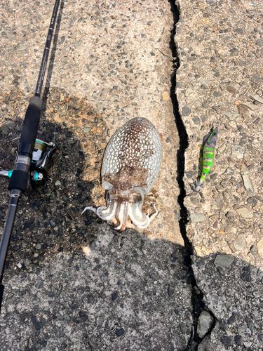 シリヤケイカの釣果