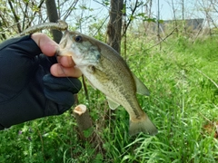 ブラックバスの釣果