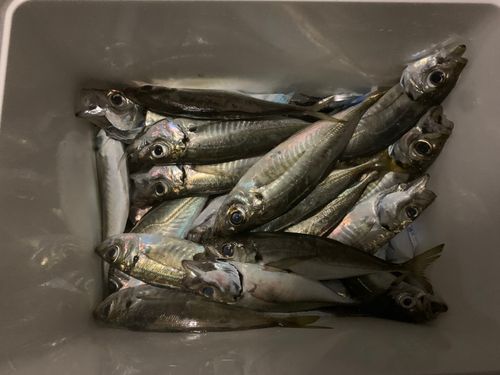 アジの釣果