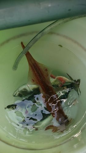 ヤリイカの釣果