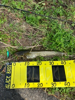 ナマズの釣果