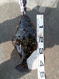 ヒラメの釣果