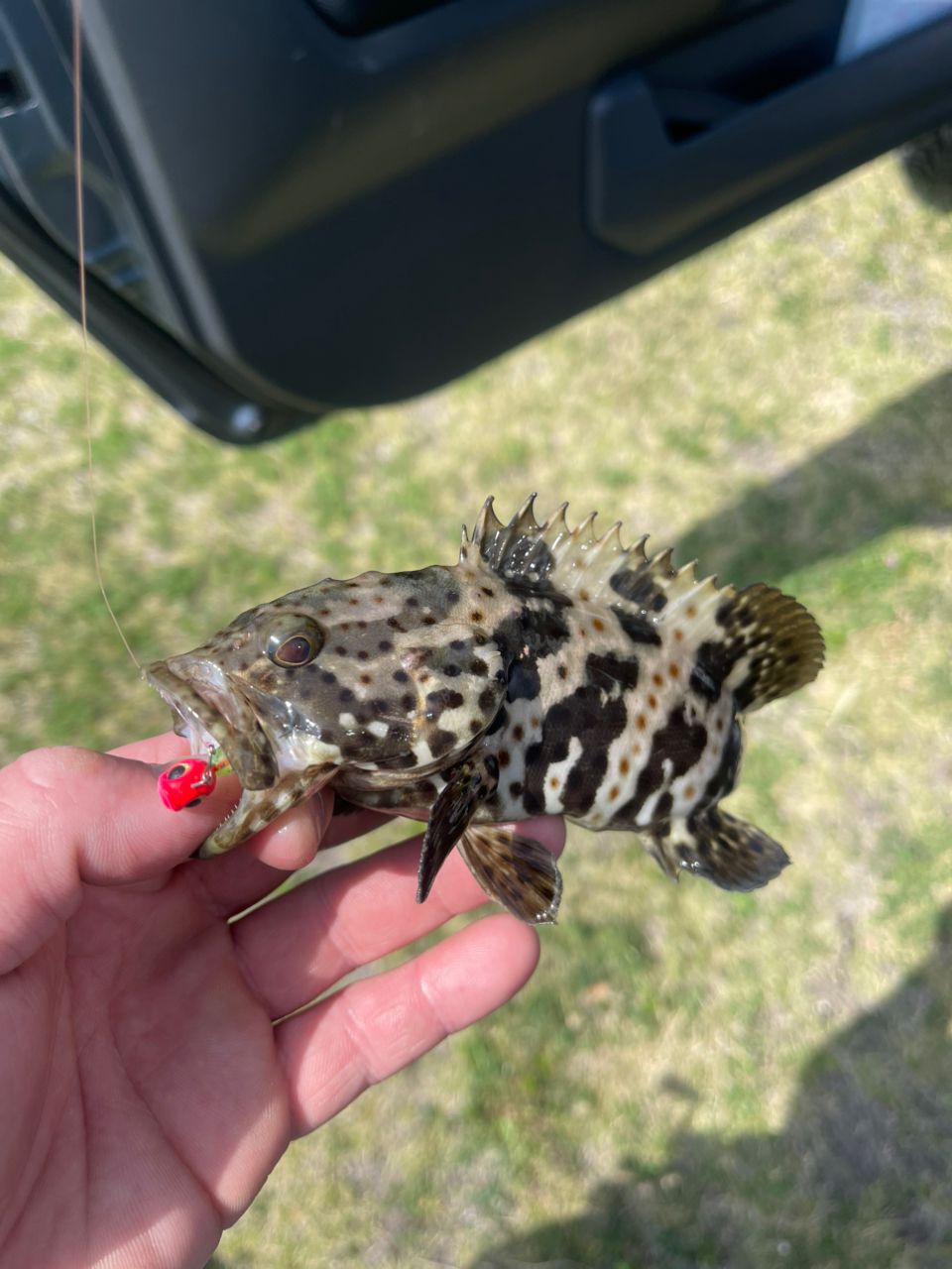 チャイロマルハタ