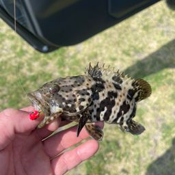 チャイロマルハタ