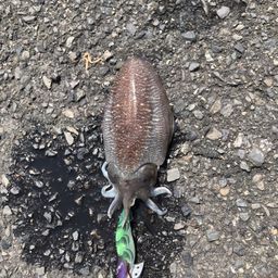 アオリイカ