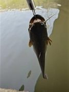ナマズの釣果