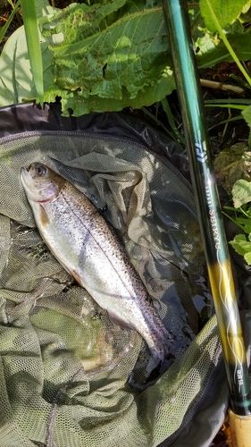 ニジマスの釣果