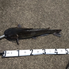 アメリカナマズの釣果