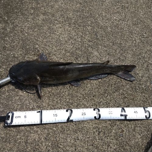 アメリカナマズの釣果