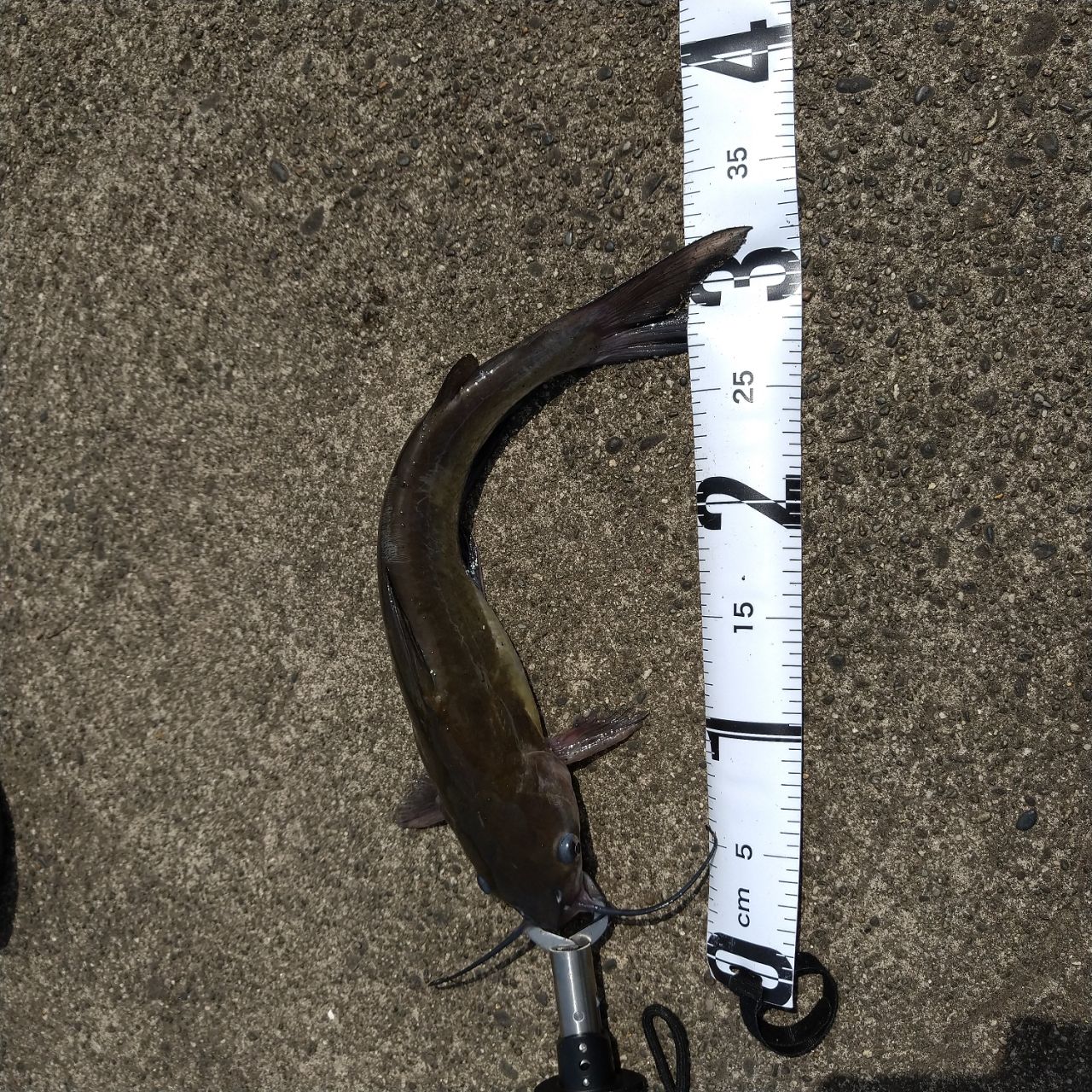 アメリカナマズ