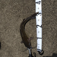 アメリカナマズの釣果