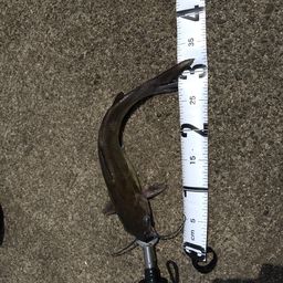 アメリカナマズ