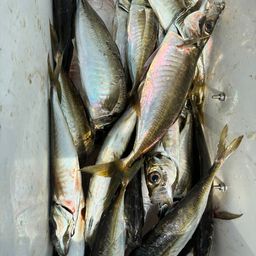 アジ
