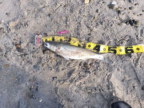 ボラの釣果