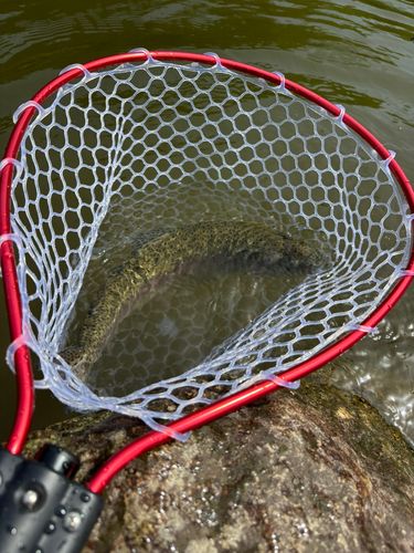 トラウトの釣果