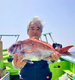 マダイの釣果