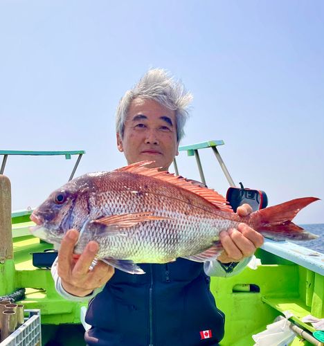 マダイの釣果
