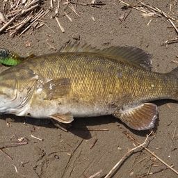 スモールマウスバス