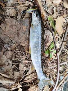 エゾイワナの釣果