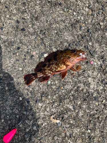 オオモンハタの釣果