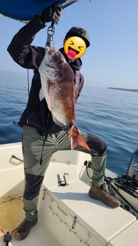 マダイの釣果