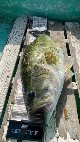 ブラックバスの釣果