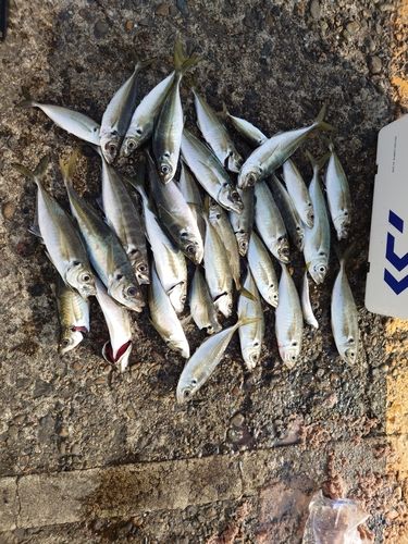 アジの釣果