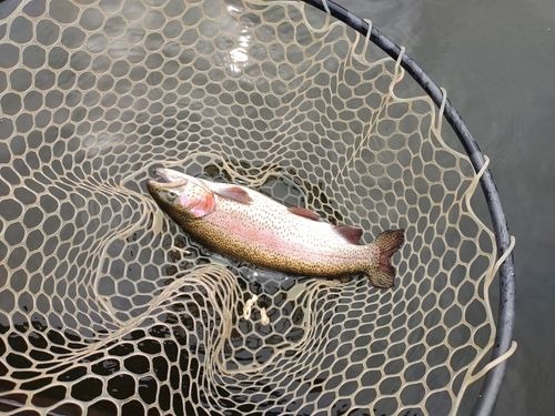 ニジマスの釣果