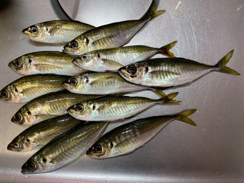 マアジの釣果