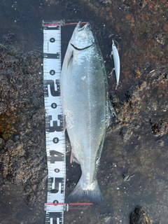 サクラマスの釣果