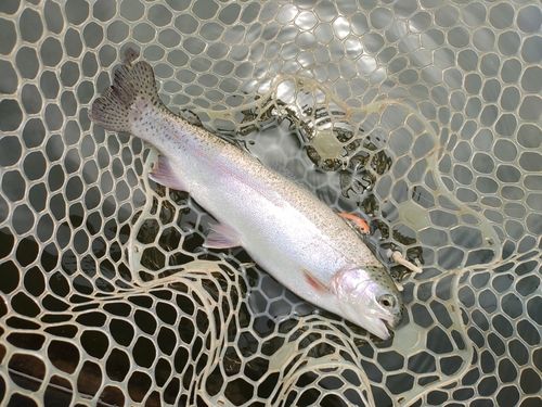 ニジマスの釣果